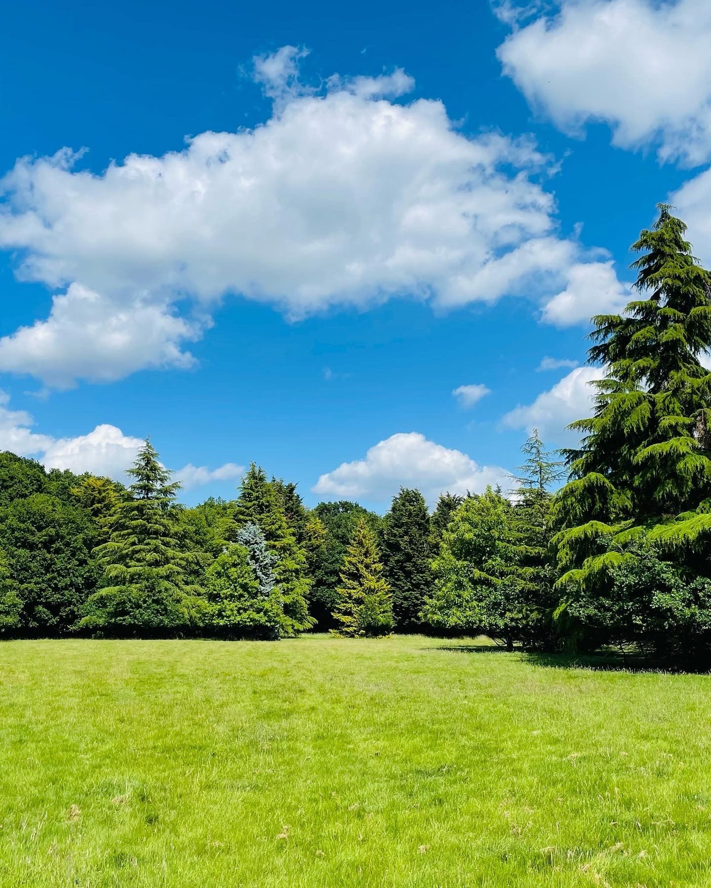 Tree Trimming and Pruning